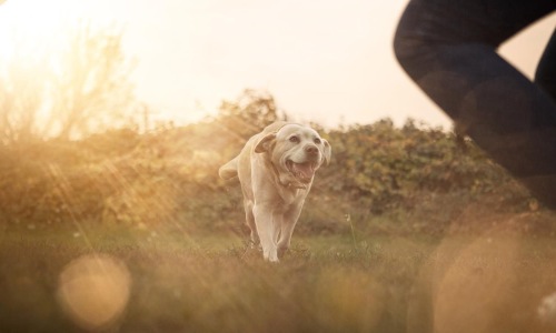 a dog running in a field