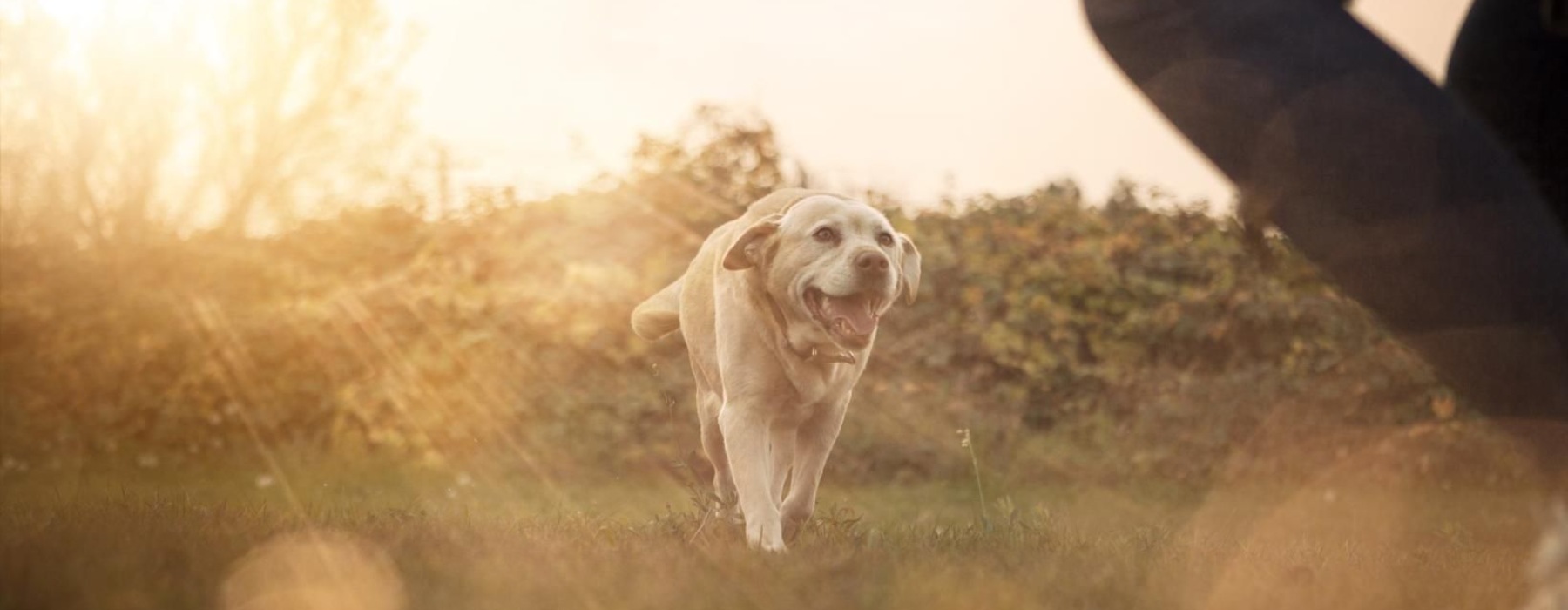 a dog running in a field